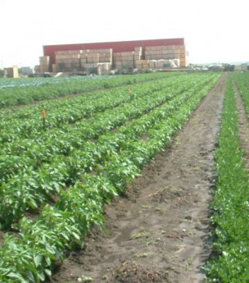 România trebuie să returneze 12,5 milioane de euro pentru nereguli la fondurile pentru agricultură